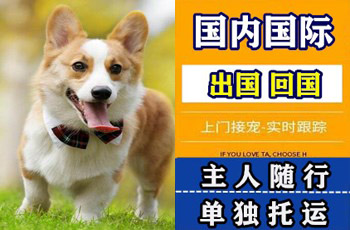 遵义市宠物托运公司遵义市宠物托运公司遵义市宠物托运公司