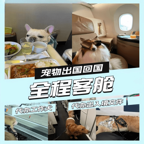 遵义市宠物托运到白俄罗斯宠物入境规定和要求